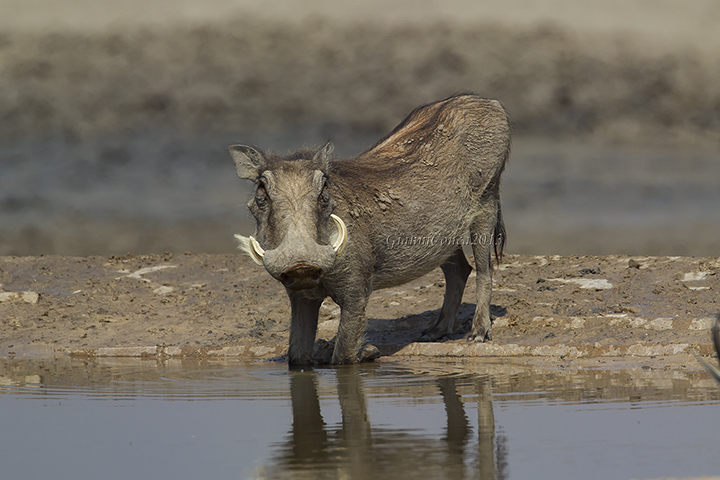 Common Warthog