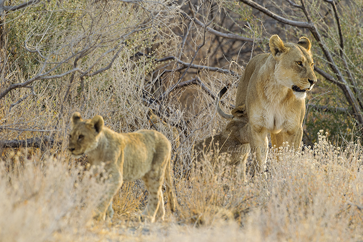 Lion (f.) with baby