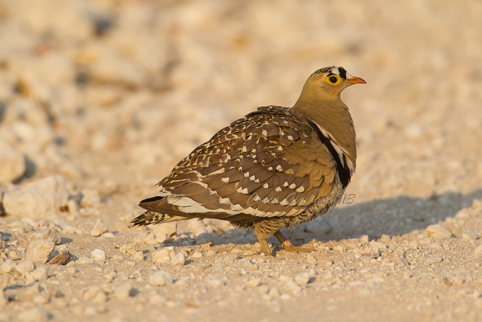 Double-banded Sandgrouse (m.)