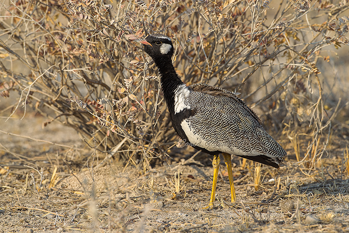 Northern Black Korhaan (m.)