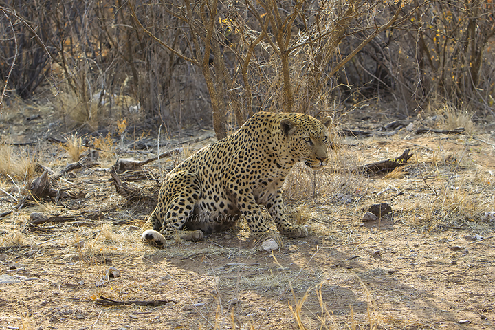 Leopard