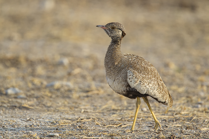 Northern Black Korhaan (f.)
