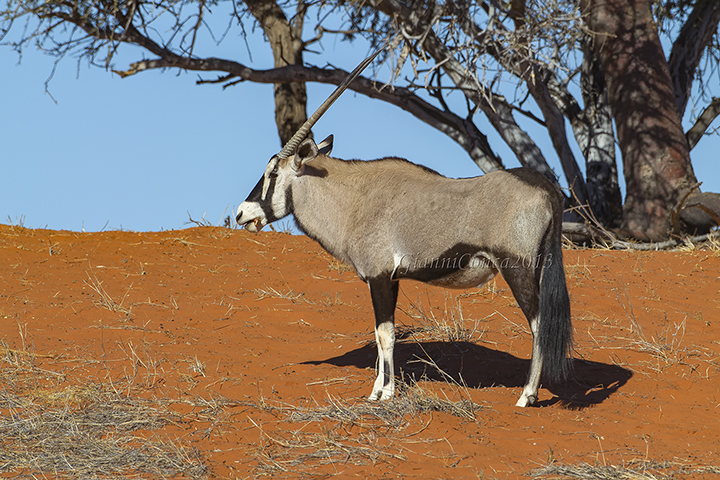 Gemsbok