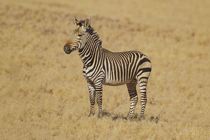 Hartmann's Mountain Zebra