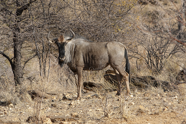Blue Wildebeest