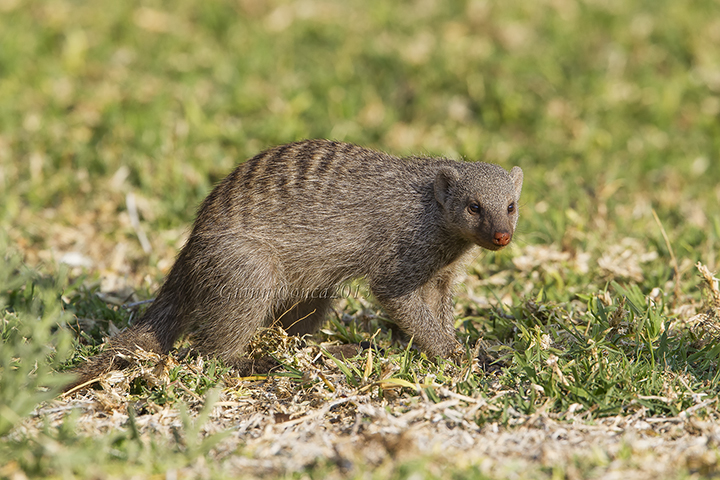 Banded Mongoose 