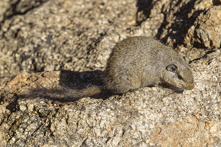 Dassie Rat