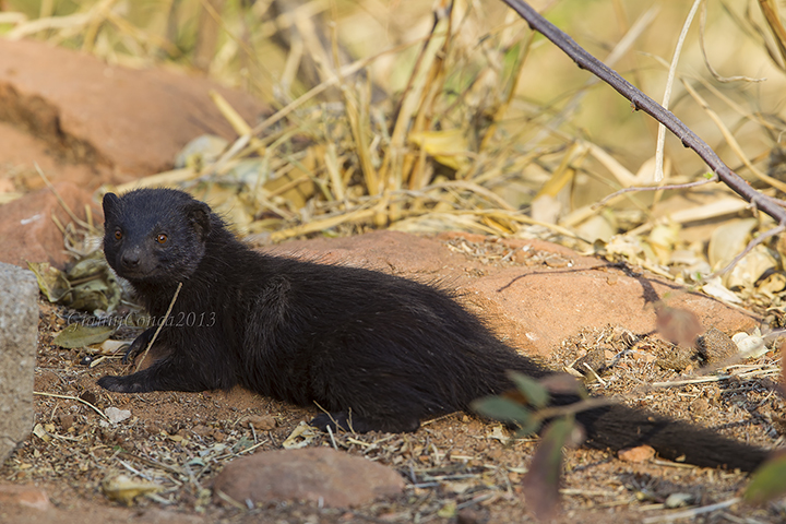 Marsh Mongoose