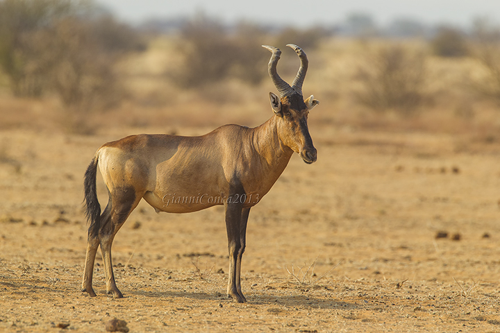 Red Hartebeest 