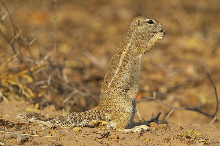South African Ground Squirrel 