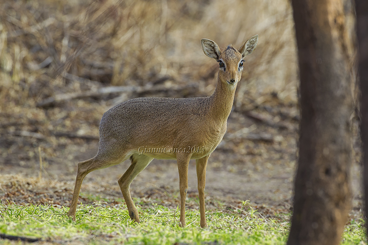 Damara Dik-dik