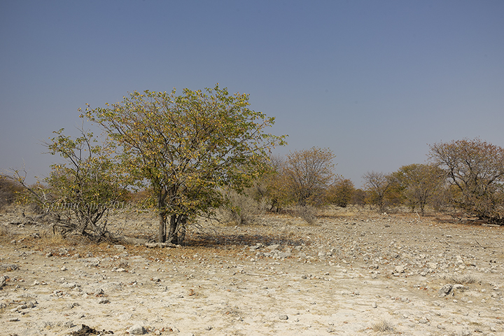Etosha National Park