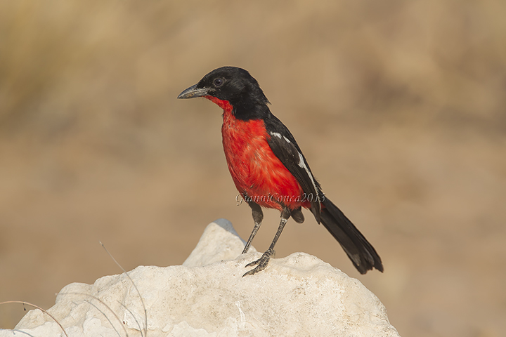 Crimson-breasted Gonolek