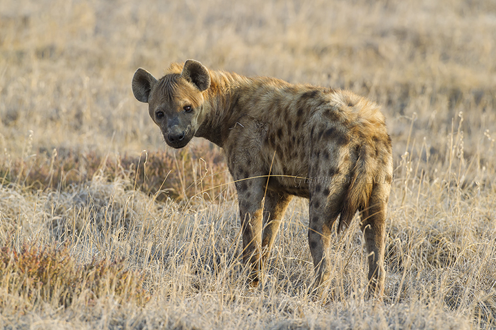 Spotted Hyaena
