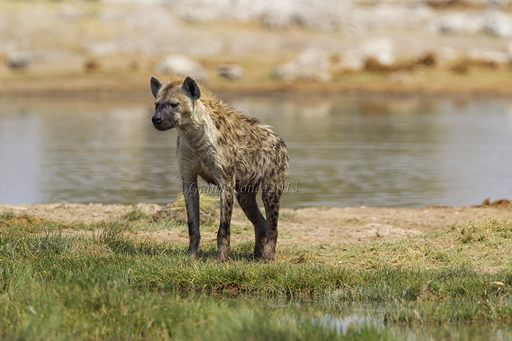 Spotted Hyaena