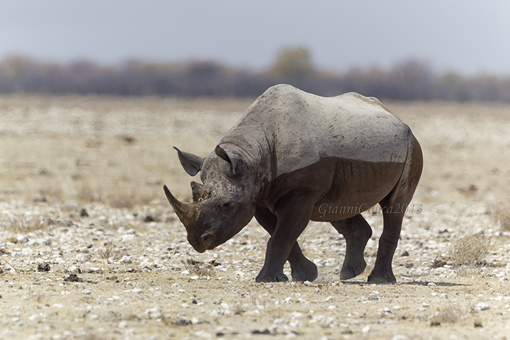 Square-lipped Rhinoceros 