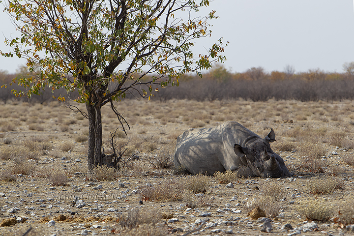Square-lipped Rhinoceros 