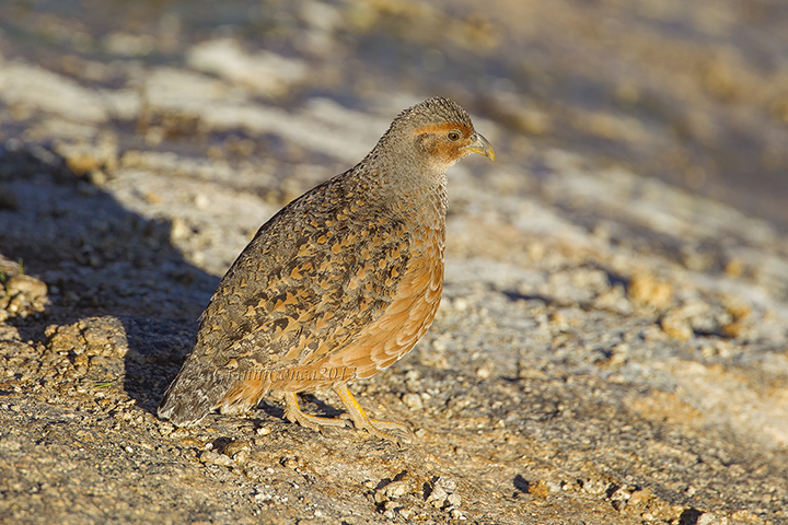 Hartlaub's Spurfowl (f.)