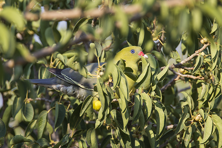 African Green Pigeon