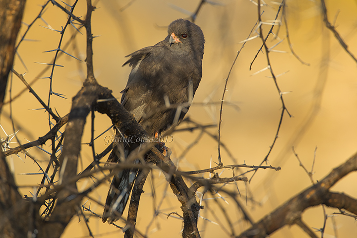 Grey Kestrel