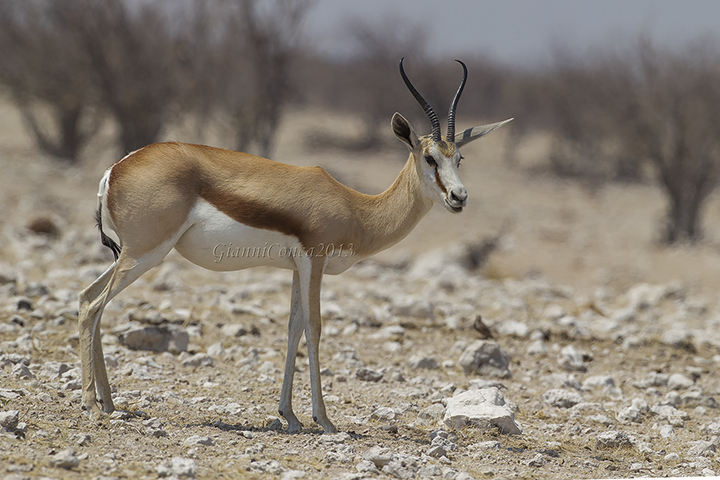 Springbok