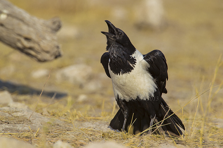 Pied Crow
