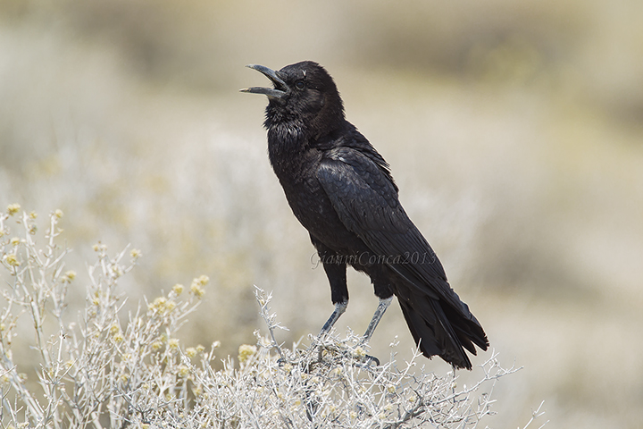 Cape Crow