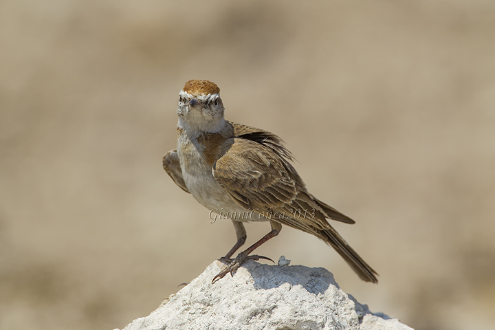 Red-capped Lark
