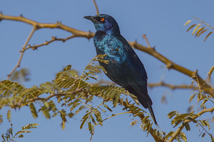 Cape Starling