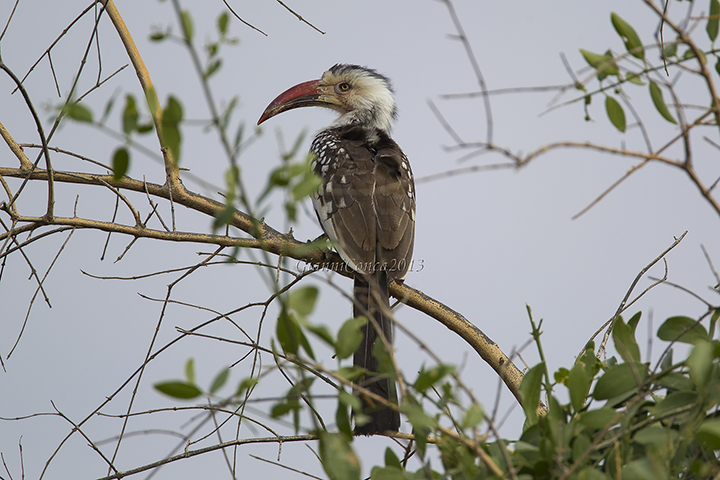 Damara Red-billed Hornbill