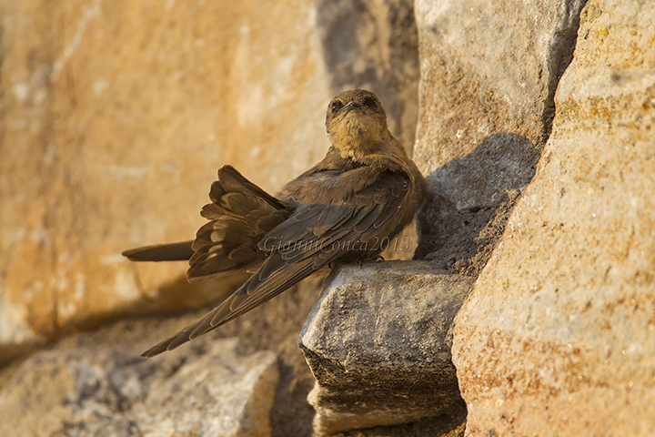 Rock Martin