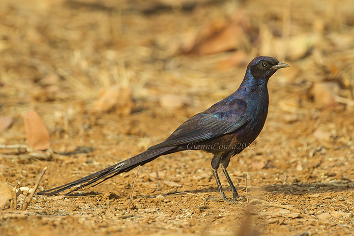 Meves's Starling