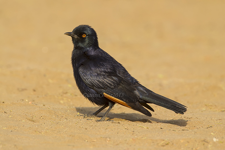 Pale-winged Starling