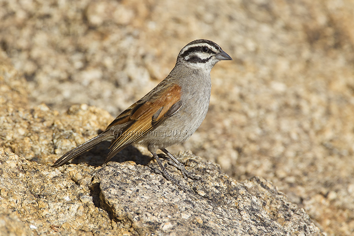 Cape Bunting