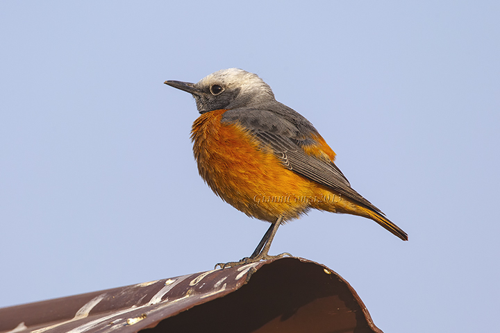 Short-toed Rock-Thrush