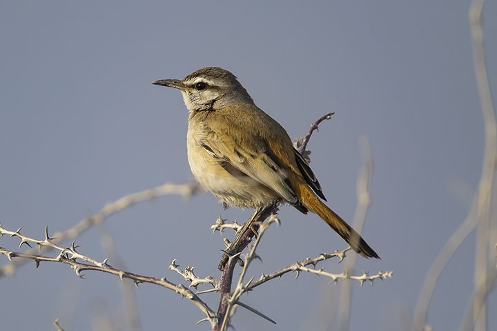 Kalahari Scrub-Robin