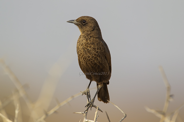 Ant-eating Chat