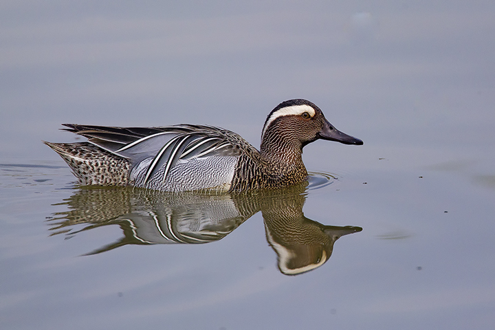 Garganey(m.)