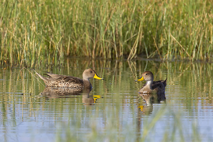 Yellow-billed Pintail (m.)