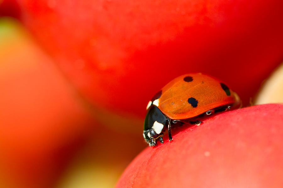 Biedronka siedmiokropka (<i>Coccinella septempunctata</i>)