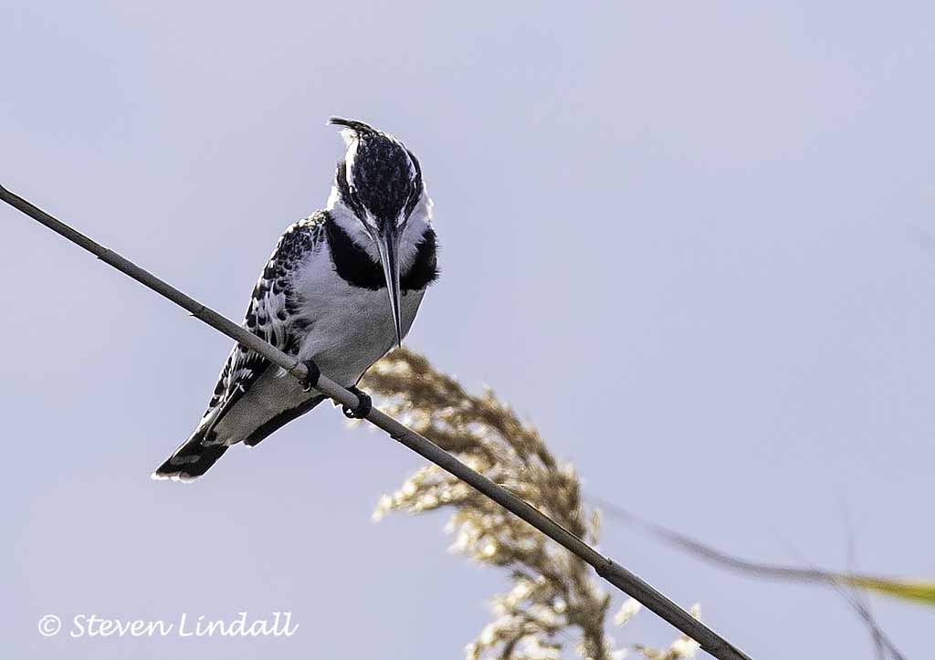 Pied Kingfisher