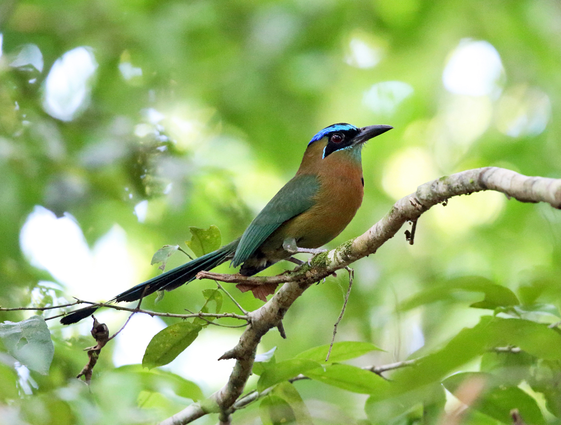 Lessons Motmot - Momotus lessonii