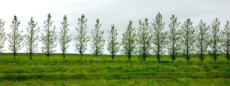 Row of trees, Iceland 241