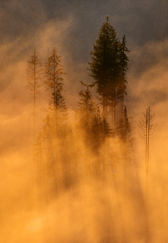 Sunset on row of trees 255