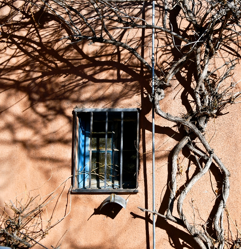 Vines and window, Albuquerque Old Town, New Mexico 278 