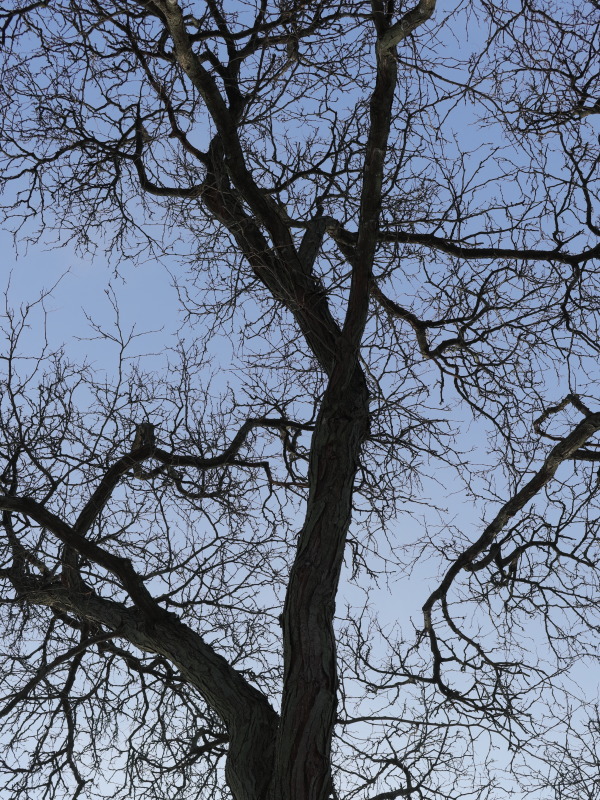 Reaching for the Sky