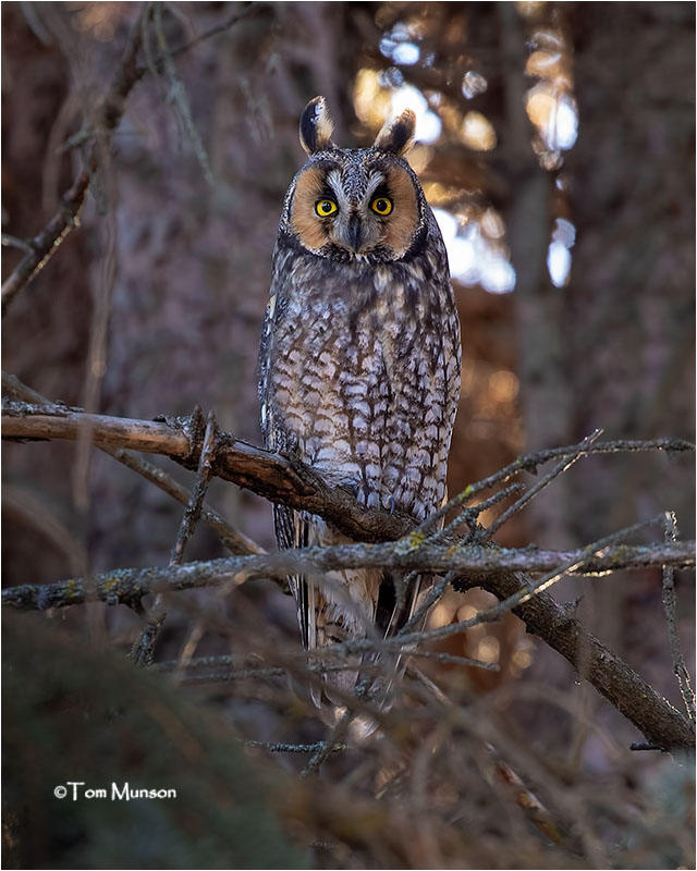  Long-eared Owl 