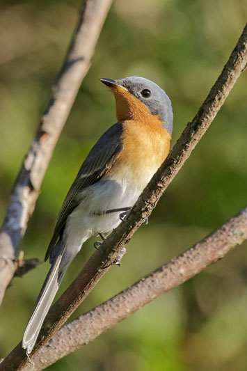 Leaden Flycatcher