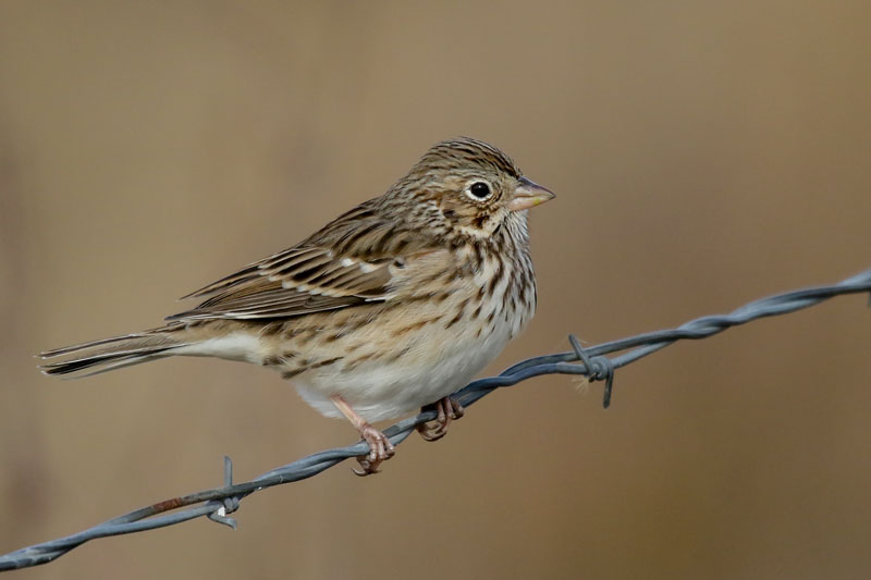 Vesper Sparrow