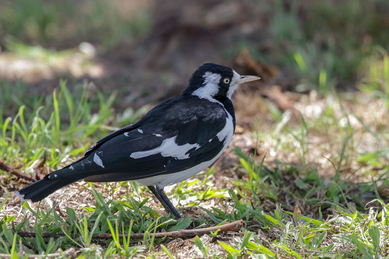Magpie-lark